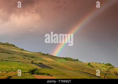 Regenbogen über Weingut im Elsass, Frankreich Stockfoto