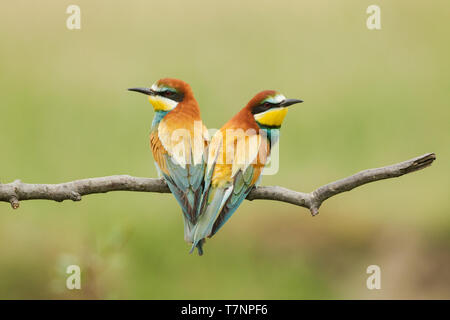 Männchen (links) und weibliche (rechts) Europäischen Bienenfresser Merops apiaster Lateinischer Name, auf einem Zweig in warme Beleuchtung gehockt Stockfoto