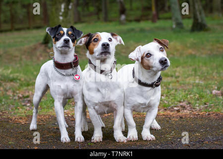 Drei weiße Terrier, Parson Russell Terrier und Jack Russell Terrier 2. Stockfoto