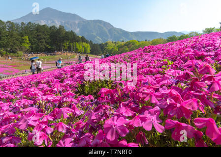 Landschaft von bunten Shiba Sakura (Phlox subulata, Rosa Moss) Blüten im Frühling bei Hitsujiyama Park mit Mount Buko im Hintergrund, Chichibu Stadt Stockfoto