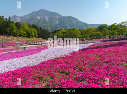 Landschaft von bunten Shiba Sakura (Phlox subulata, Rosa Moss) Blüten im Frühling bei Hitsujiyama Park mit Mount Buko im Hintergrund, Chichibu Stadt Stockfoto