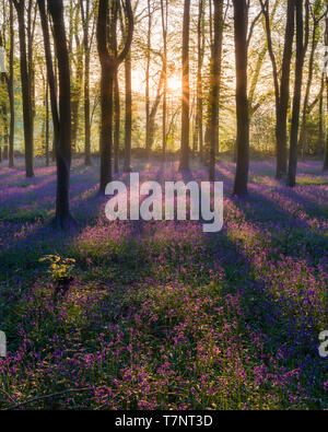 Bluebell woodland Sonnenaufgang im Frühling. North Somerset, England. Stockfoto