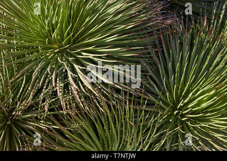 Agave stricta Pflanzen Textur Hintergrund im Sonnenlicht Stockfoto