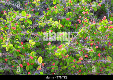 Euphorbia milii, die Dornenkrone, mit rotem flowes Textur Hintergrund Stockfoto