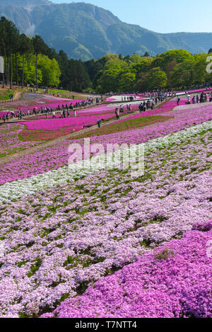 Landschaft von bunten Shiba Sakura (Phlox subulata, Rosa Moss) Blüten im Frühling bei Hitsujiyama Park mit Mount Buko im Hintergrund, Chichibu Stadt Stockfoto