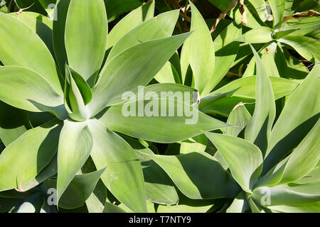 Aloe, sukkulenten Pflanzen Textur Hintergrund in einem sonnigen Sommertag Stockfoto