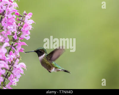 Weibliche Ruby-throated hummingbird, Archilochus colubris, Feeds auf Wiese Salbei (Salvia Pretensis), eine rosa Mehrjährig Blumen im Frühling