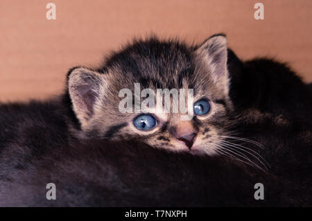 Tabby baby Kätzchen aufpaßt, während zusammen mit seinen Geschwistern gestreichelt Stockfoto