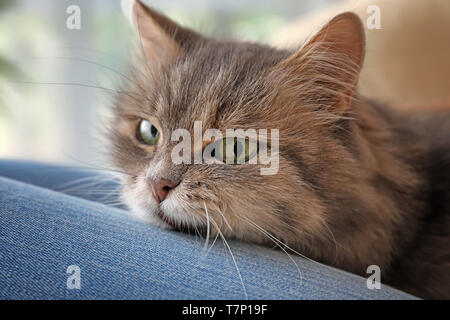 Süße Katze auf der Frau runden Stockfoto