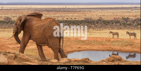 Eine wilde Elefanten zu Fuß vom Schwimmbad in Tsavo National Game Reserve in Kenia Ostafrika Stockfoto