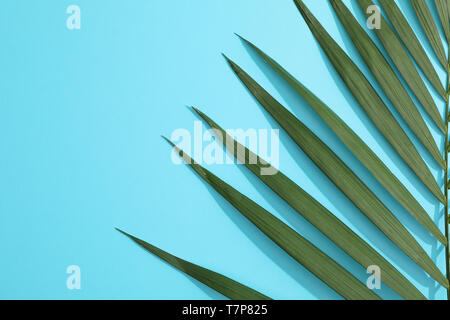 Schönen tropischen palm leaf auf farbigen Hintergrund, Platz für Text Stockfoto