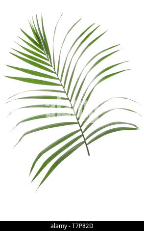 Schönen tropischen palm leaf auf weißem Hintergrund Stockfoto