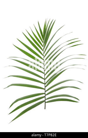 Schönen tropischen palm leaf auf weißem Hintergrund Stockfoto