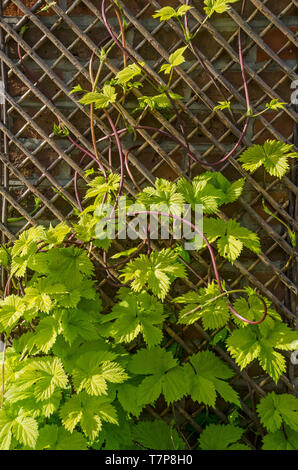 Humulus lupulus 'Aureus' Golden hop Stockfoto