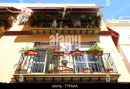 Lonely Balkon mit blauen Blüten in einer Straße in Spanien, Sevilla, Andalusien dekoriert - gelbe Wand mit im Hintergrund. Stockfoto