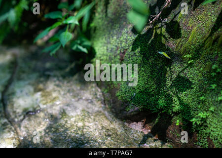 Fauna, grünen Pflanzen, Moos auf Stein, Natur Hintergrund Stockfoto