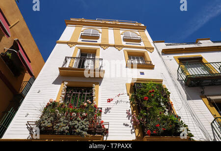 Die Balkone mit blauen Blüten in einer Straße in Spanien, Sevilla eingerichtet, - Weiße Wand mit im Hintergrund. Stockfoto