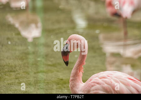 Rosa Flamingos in einem Teich Stockfoto