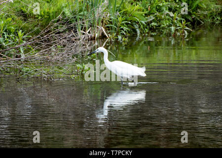 Seidenreiher, Egretta garzetta, auf der Suche nach dem Mittagessen, das Waten durch seichtes Wasser. Stockfoto