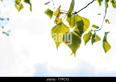 Sun zwischen Pappel Blätter glänzend an einem sonnigen Tag Stockfoto