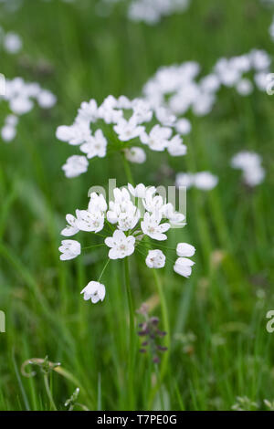 Allium neapolitanum Blumen. Stockfoto