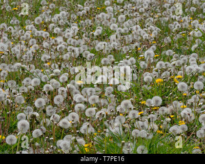 Löwenzahn Taxaxacum officinale Samenköpfe und Blumen Stockfoto