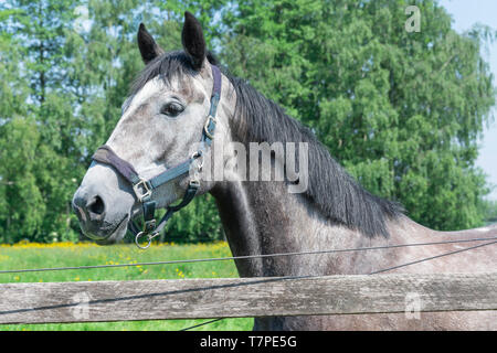Ein graues Pferd mit schwarzer Mähne wird im Feld Stockfoto