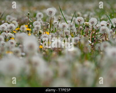 Löwenzahn Taxaxacum officinale Samenköpfe und Blumen Stockfoto