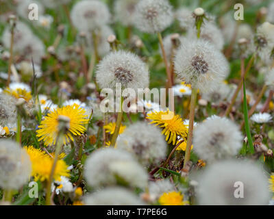 Löwenzahn Taxaxacum officinale Samenköpfe und Blumen Stockfoto