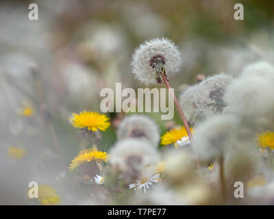 Löwenzahn Taxaxacum officinale Samenköpfe und Blumen Stockfoto