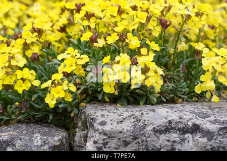 Gelb blühende Blumen auf grünem Gras. Wiese mit ländlichen Blumen