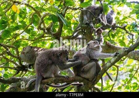 Indonesien, Bali, Ubud, Affenwald (Monkey Forest) Stockfoto