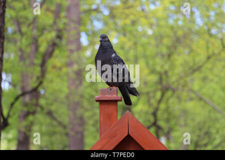 Eine taube sitzt auf einer Stange in den Wald. Natur. Wunderschöne einsame Taube. Stockfoto