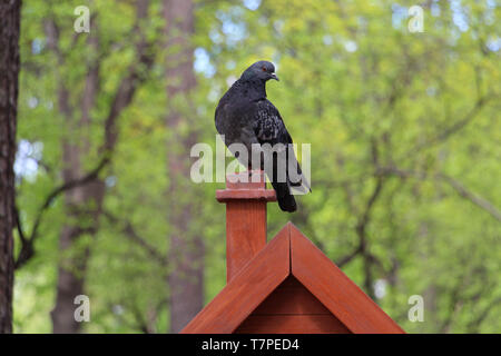 Eine taube sitzt auf einer Stange in den Wald. Natur. Wunderschöne einsame Taube. Stockfoto