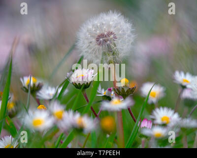 Löwenzahn Taxaxacum officinale Samenköpfe und Blumen und Garten daises Stockfoto