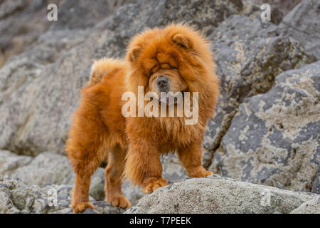 Exotische Chow Chow Hund draußen. Stockfoto