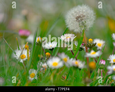 Löwenzahn Taxaxacum officinale Samenköpfe und Blumen und Garten daises Stockfoto