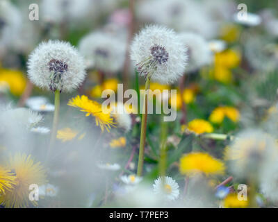 Löwenzahn Taxaxacum officinale Samenköpfe und Blumen Stockfoto