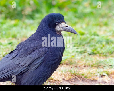 Saatkrähe Corvus frugilegus Kopf Nahaufnahme Norfolk Stockfoto