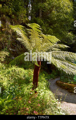 ATTADALE GÄRTEN STRATHCARRON WESTER ROSS SCHOTTLAND IM FRÜHJAHR EINEN BAUM FARN Stockfoto