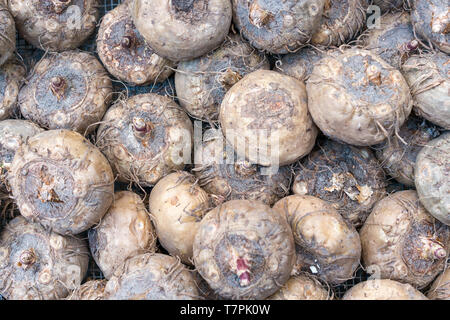 Narzissen bereit zu pflanzen Stockfoto