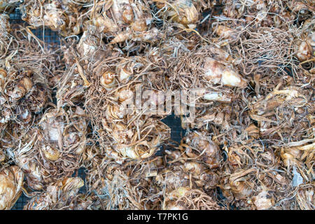 Detail der tuberose Glühlampe in Amsterdam Blumen Markt Stockfoto