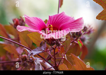 Roselle Hibiscus flower auf natürlichen Hintergrund Stockfoto