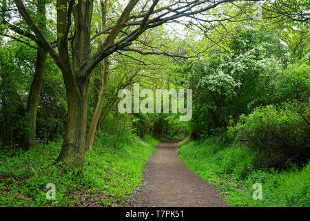 Die Länge der Ayot Greenway, in der Nähe von Wheathampstead, Hertfordshire. Stockfoto