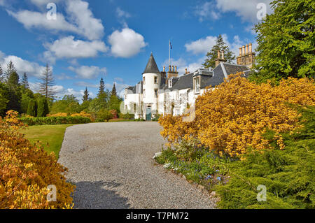 ATTADALE GÄRTEN STRATHCARRON WESTER ROSS SCHOTTLAND WEG, DER ZUM HAUS, gesäumt von gelben AZALEEN FRÜHLING IM MAI Stockfoto