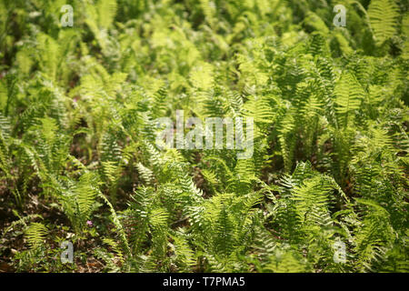 Ein Feld mit den Europäischen Farn, Ostrich fern über den Waldboden. Stockfoto