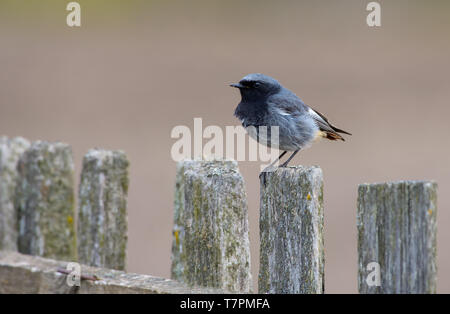 Männliche schwarze Redstart mit kurzen Schwanzfedern thront auf einer alten hölzernen Zaun Stockfoto