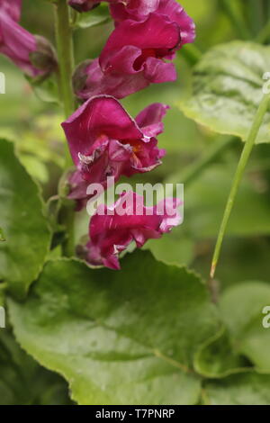 Snapdragons können in vielen verschiedenen Farben gefunden werden. Hier haben wir eine rosafarbene Stockfoto