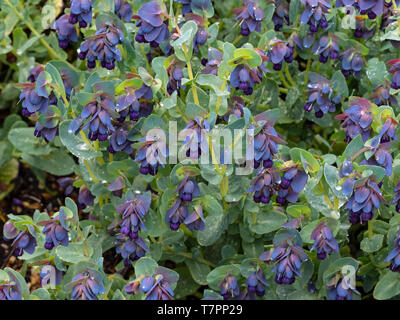 Honeywort Cerinthe major 'Purpurascens' in Regendusche Stockfoto