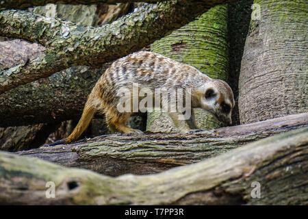 Ein wiesel gehen an sonnigen Tag im Zoo. Stockfoto